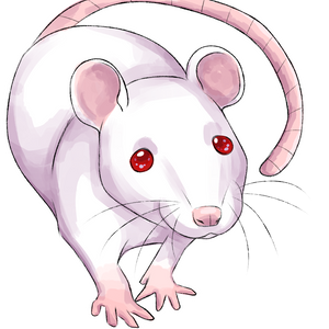 Rat