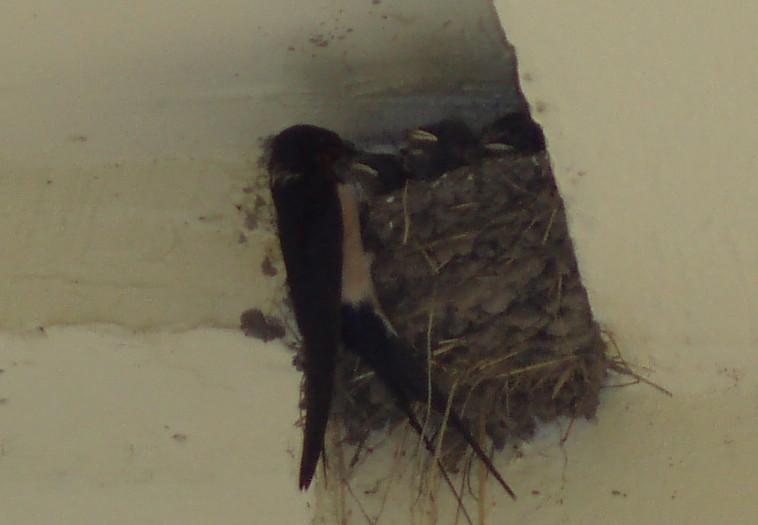 Mom and swallow