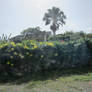 flowers on the fence