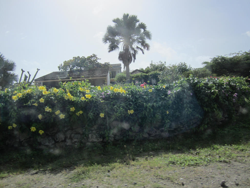 flowers on the fence