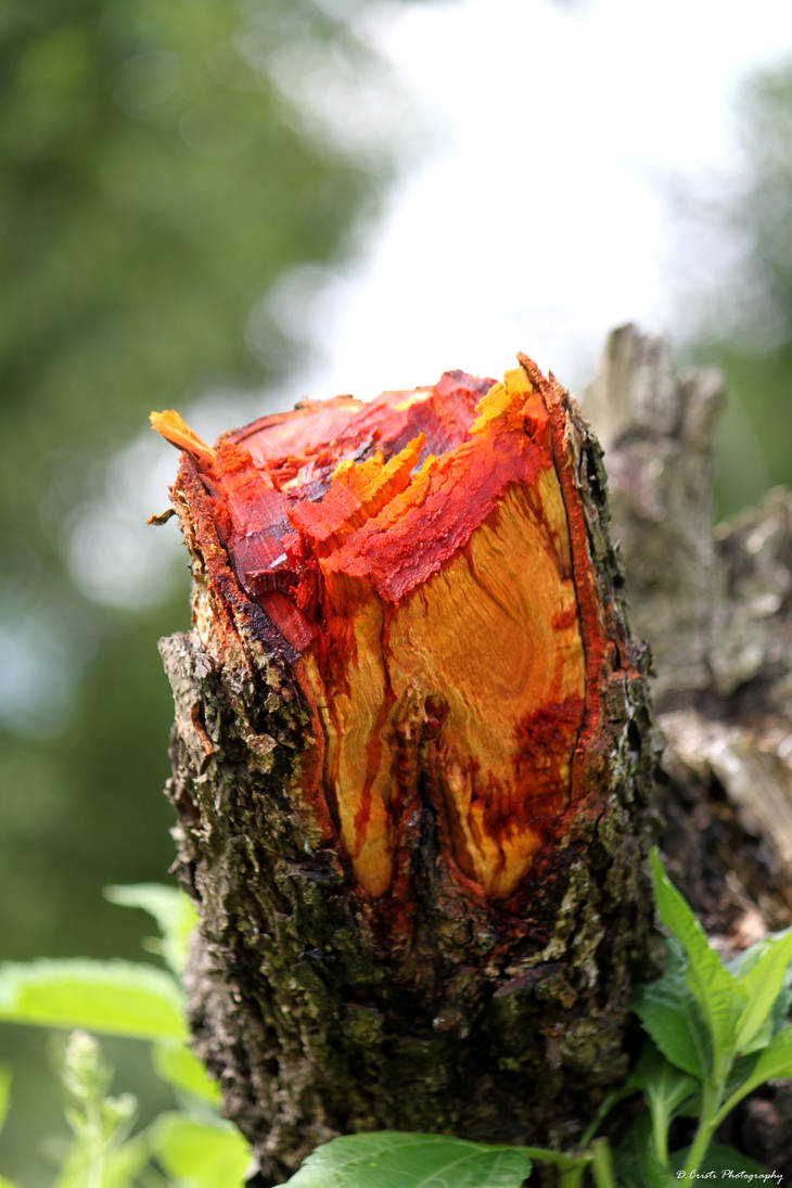 Red by cell8 on DeviantArt