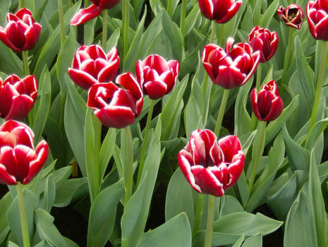 Tulips