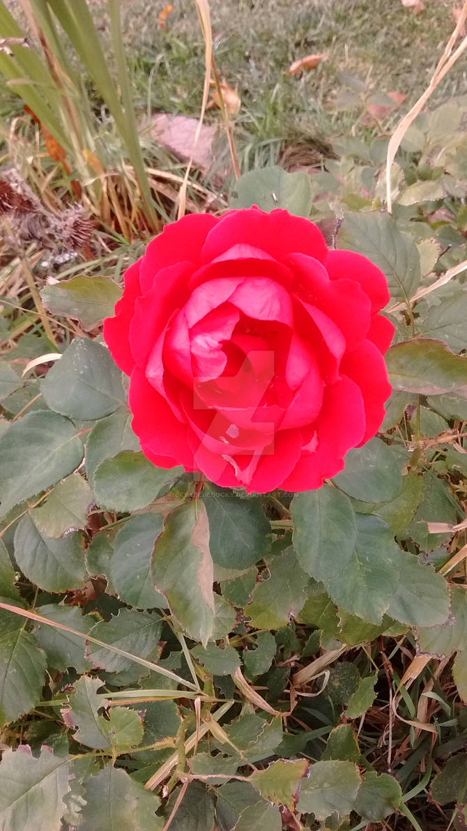 Red Watery Rose by babyblueducky on DeviantArt
