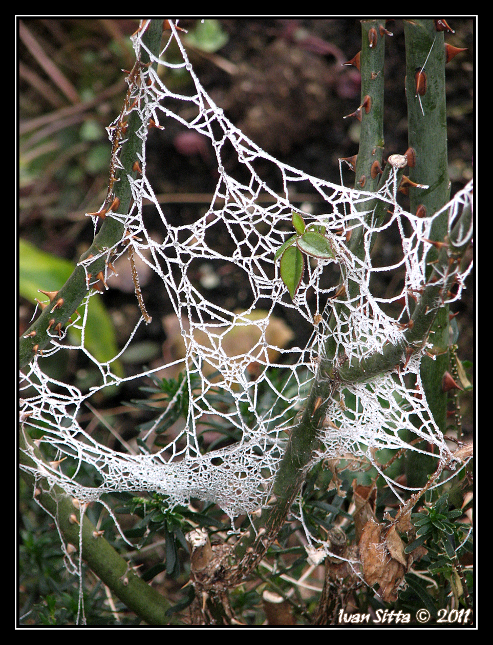 Frozen Construction 3