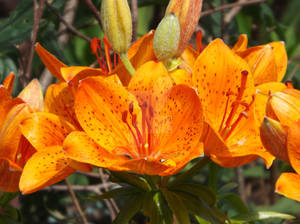 Orange Lily's