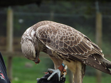 Feeding time at the zoo