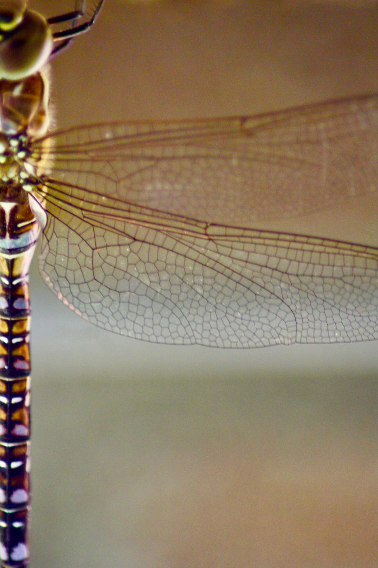 Dragonfly Deviantart Dragonfly by 12to12 on DeviantArt