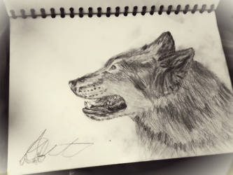 Wolf