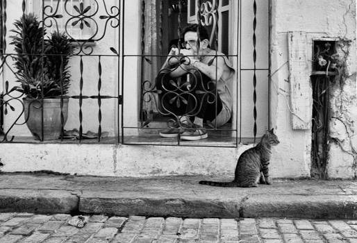Cat of Havana