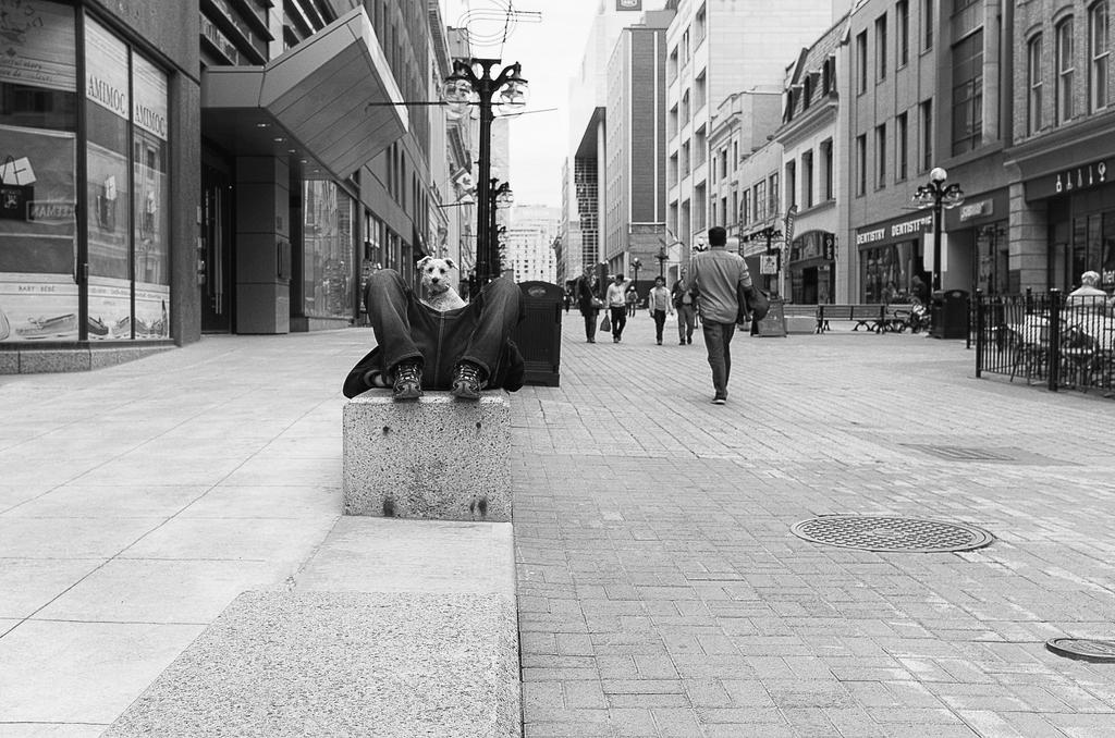 Puppy Face by ZiaulKareem Puppy Face by ZiaulKareem