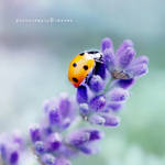 pilgrimage by henwen