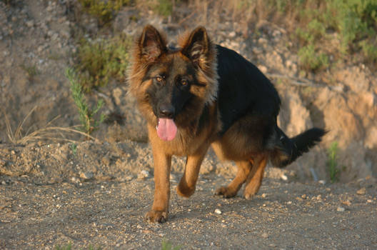 German Shephard