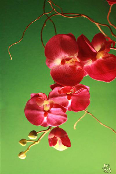 Orchids