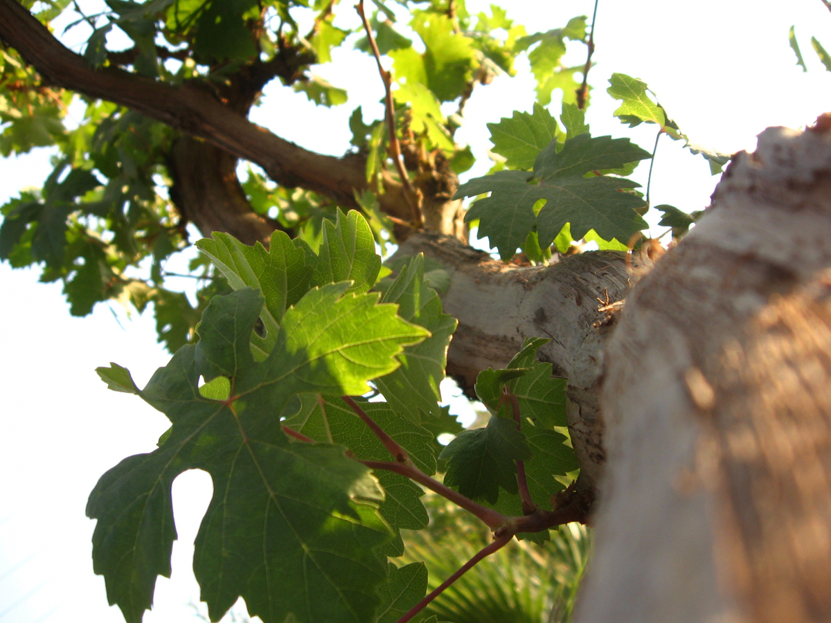 Grape leaves