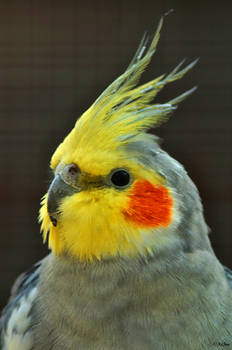 Cockatiel