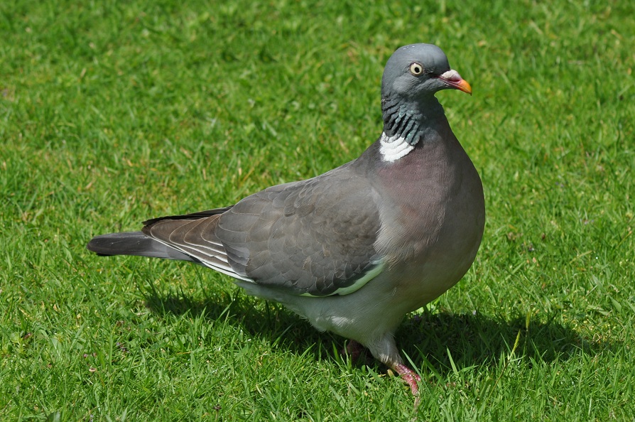 Wood Pigeon