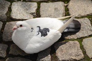 Lazy Pigeon