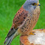 Common Kestrel (for now)