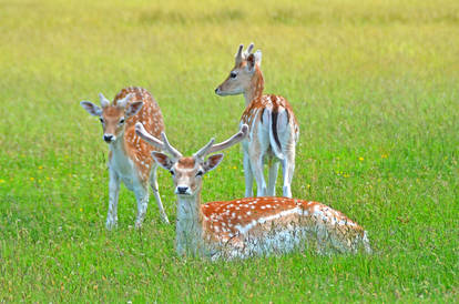 Deer Family