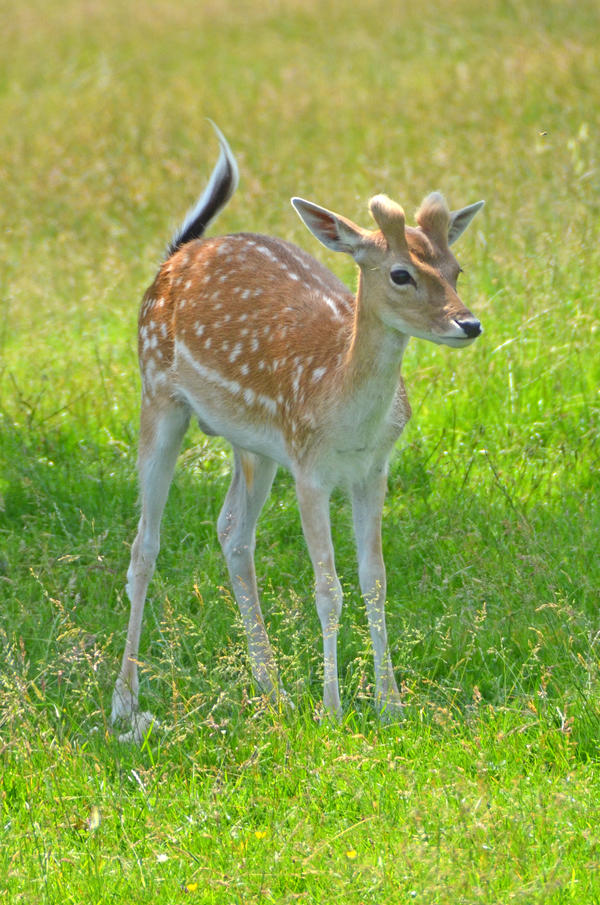 Fawn 1