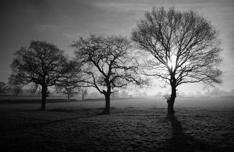 Trees and Sunlight (B and W)