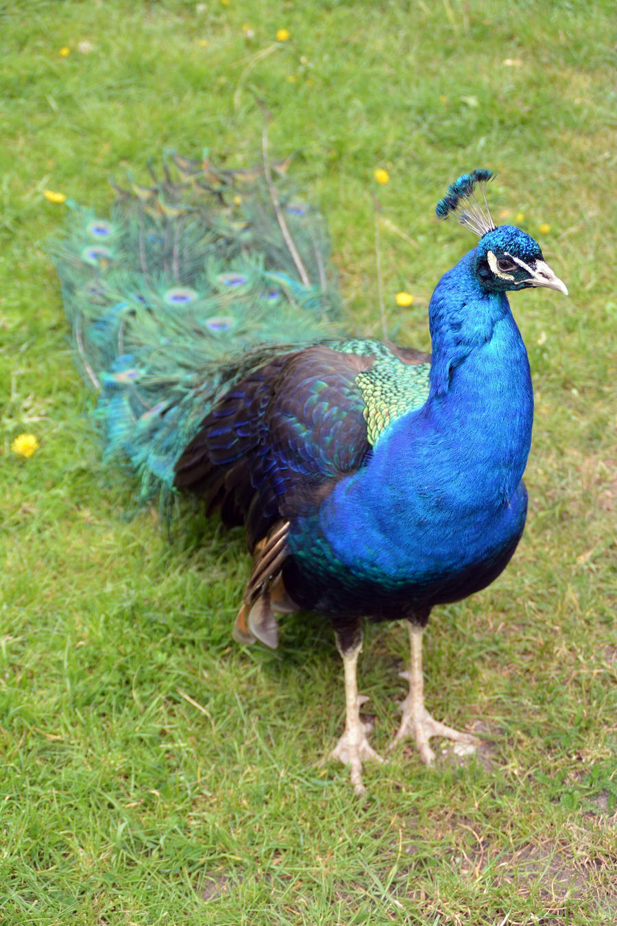 Peacock Portraiture (5)