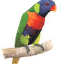 Rainbow lorikeet