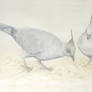 Crested pigeons