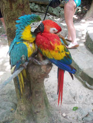 Parrots