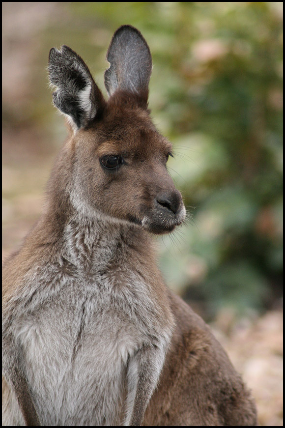 Kanga Portrait