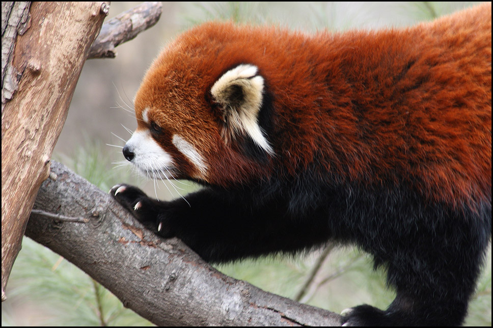 Red Panda