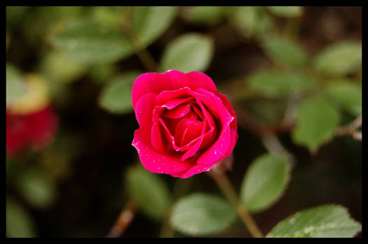 Small Rose