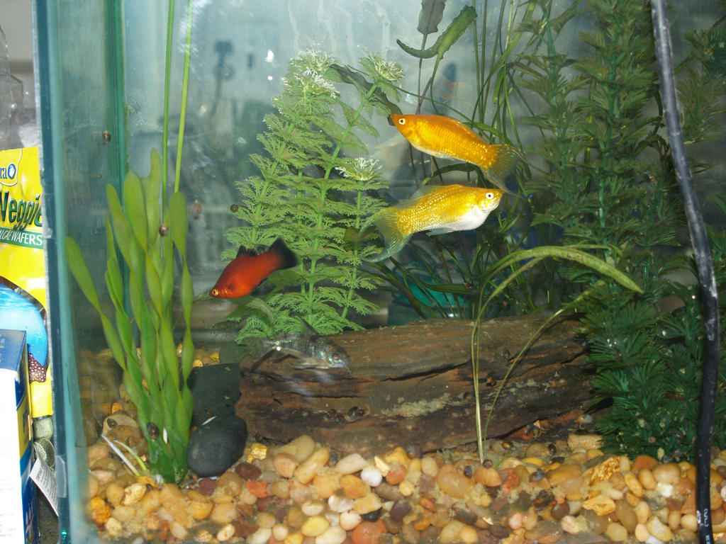 Mollys  Red Wag Platy and Coriadora Cat Fish