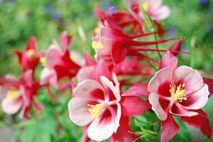 Red Columbine II