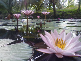 water lilies