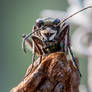 tiger beetle