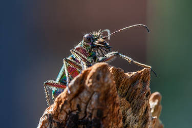 green tiger beetle