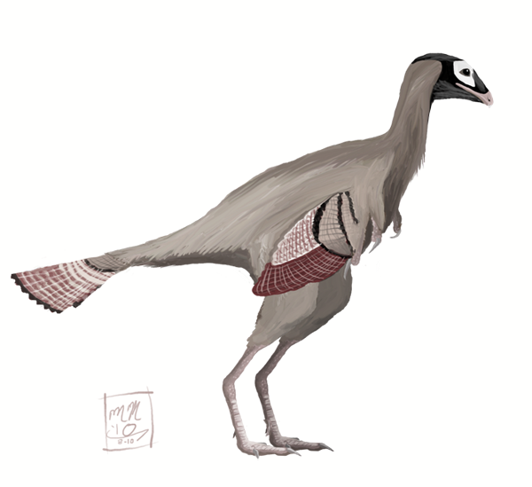 Caudipteryx dongi