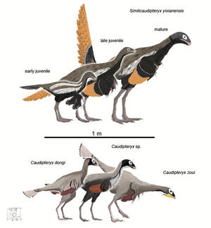 Caudipteridae