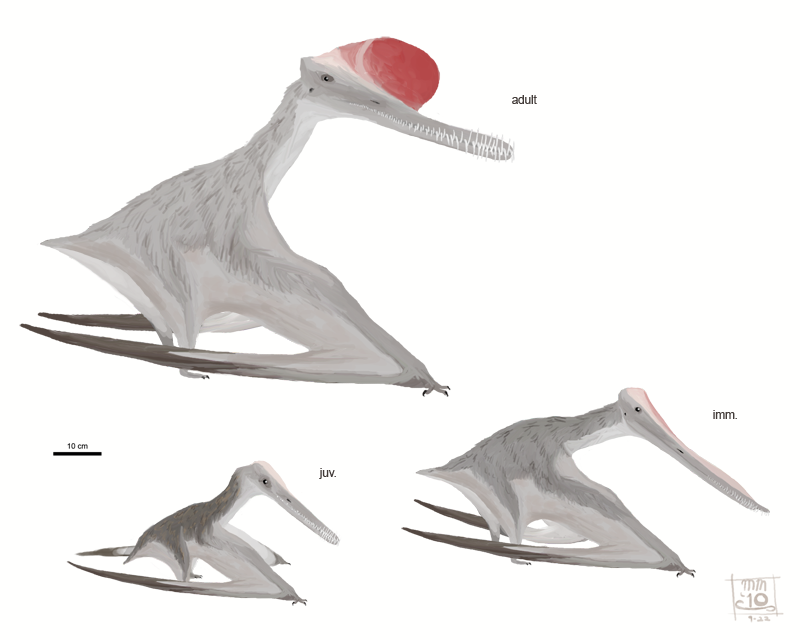 Boreopterus cuiae by MattMart