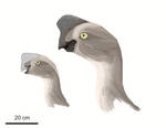 Oviraptorid Profiles 1