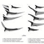 Pteranodont Profiles