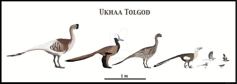 Ukhaa Tolgod Avifauna