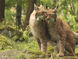 lynx