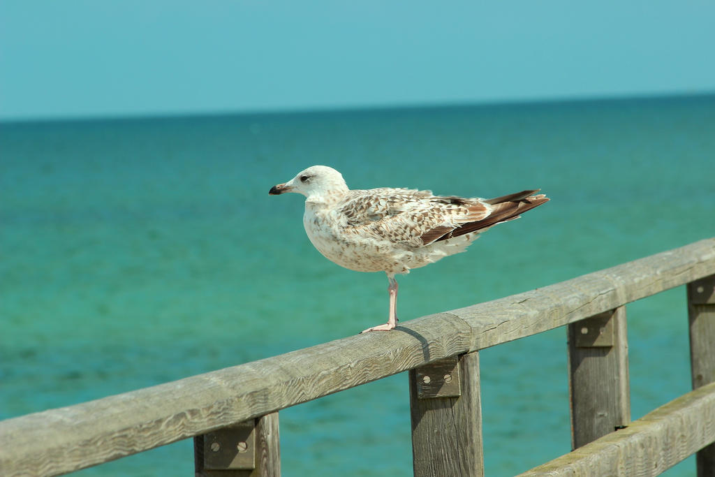 young seagull