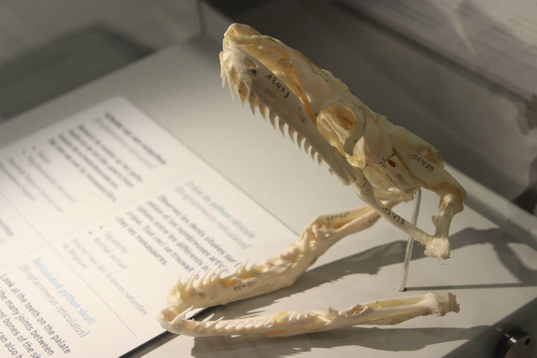 Reticulated Python skull by MurderousWhiskers on DeviantArt