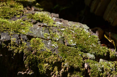 log moss