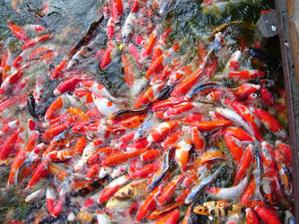 Carps1