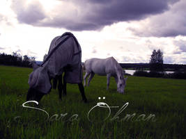 Horses