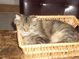 Basket Kitty